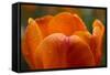 Tulip with Water Droplets-Matt Freedman-Framed Stretched Canvas