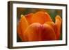 Tulip with Water Droplets-Matt Freedman-Framed Photographic Print