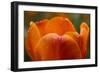 Tulip with Water Droplets-Matt Freedman-Framed Photographic Print