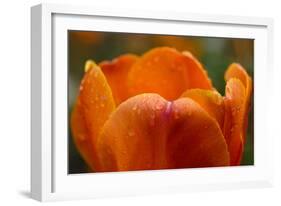 Tulip with Water Droplets-Matt Freedman-Framed Photographic Print