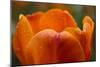 Tulip with Water Droplets-Matt Freedman-Mounted Photographic Print