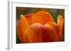 Tulip with Water Droplets-Matt Freedman-Framed Photographic Print