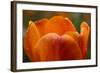 Tulip with Water Droplets-Matt Freedman-Framed Photographic Print