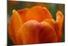 Tulip with Water Droplets-Matt Freedman-Mounted Photographic Print