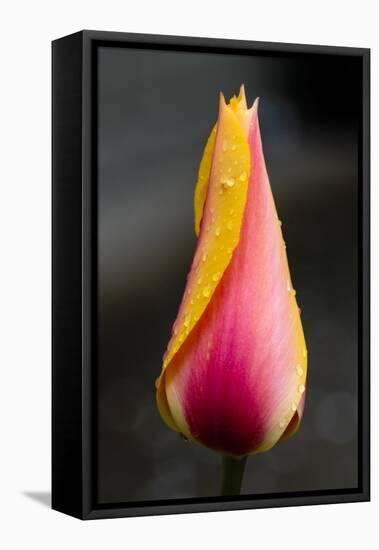 Tulip with Water Droplets-Matt Freedman-Framed Stretched Canvas