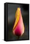 Tulip with Water Droplets-Matt Freedman-Framed Stretched Canvas