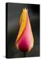 Tulip with Water Droplets-Matt Freedman-Stretched Canvas