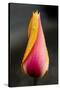 Tulip with Water Droplets-Matt Freedman-Stretched Canvas