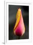 Tulip with Water Droplets-Matt Freedman-Framed Premium Photographic Print