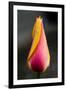 Tulip with Water Droplets-Matt Freedman-Framed Premium Photographic Print