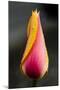 Tulip with Water Droplets-Matt Freedman-Mounted Premium Photographic Print