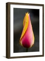 Tulip with Water Droplets-Matt Freedman-Framed Photographic Print