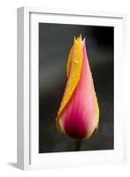 Tulip with Water Droplets-Matt Freedman-Framed Photographic Print