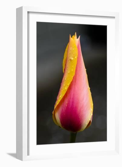 Tulip with Water Droplets-Matt Freedman-Framed Photographic Print