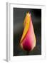 Tulip with Water Droplets-Matt Freedman-Framed Photographic Print