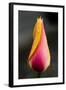 Tulip with Water Droplets-Matt Freedman-Framed Photographic Print