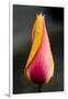 Tulip with Water Droplets-Matt Freedman-Framed Photographic Print