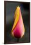 Tulip with Water Droplets-Matt Freedman-Framed Photographic Print