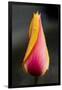 Tulip with Water Droplets-Matt Freedman-Framed Photographic Print