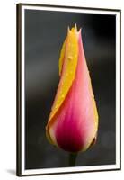 Tulip with Water Droplets-Matt Freedman-Framed Premium Photographic Print