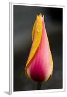 Tulip with Water Droplets-Matt Freedman-Framed Premium Photographic Print