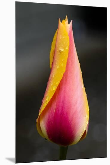 Tulip with Water Droplets-Matt Freedman-Mounted Premium Photographic Print