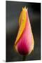 Tulip with Water Droplets-Matt Freedman-Mounted Premium Photographic Print