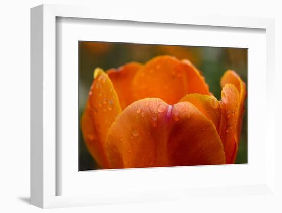 Tulip with Water Droplets-Matt Freedman-Framed Photographic Print
