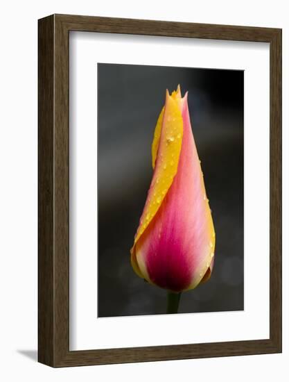 Tulip with Water Droplets-Matt Freedman-Framed Photographic Print