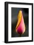 Tulip with Water Droplets-Matt Freedman-Framed Photographic Print