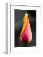 Tulip with Water Droplets-Matt Freedman-Framed Photographic Print