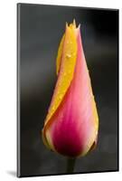 Tulip with Water Droplets-Matt Freedman-Mounted Photographic Print