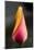 Tulip with Water Droplets-Matt Freedman-Mounted Photographic Print