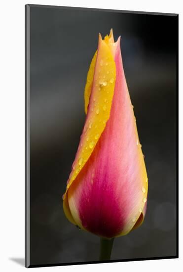 Tulip with Water Droplets-Matt Freedman-Mounted Photographic Print