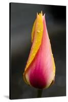 Tulip with Water Droplets-Matt Freedman-Stretched Canvas