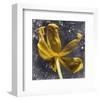 Tulip Yellow-null-Framed Art Print