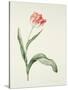 Tulip zoomerschoon-Sally Crosthwaite-Stretched Canvas