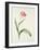 Tulip zoomerschoon-Sally Crosthwaite-Framed Giclee Print