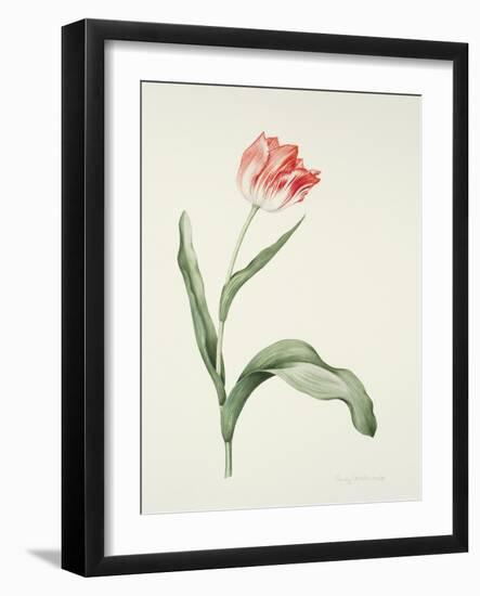 Tulip zoomerschoon-Sally Crosthwaite-Framed Giclee Print