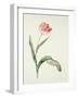 Tulip zoomerschoon-Sally Crosthwaite-Framed Giclee Print