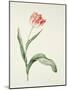 Tulip zoomerschoon-Sally Crosthwaite-Mounted Giclee Print