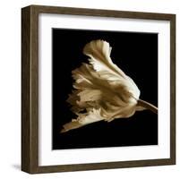 Tulip-Michael Harrison-Framed Art Print