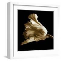 Tulip-Michael Harrison-Framed Art Print