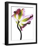 Tulip-Cédric Porchez-Framed Art Print