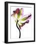 Tulip-Cédric Porchez-Framed Art Print