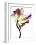 Tulip-Cédric Porchez-Framed Art Print