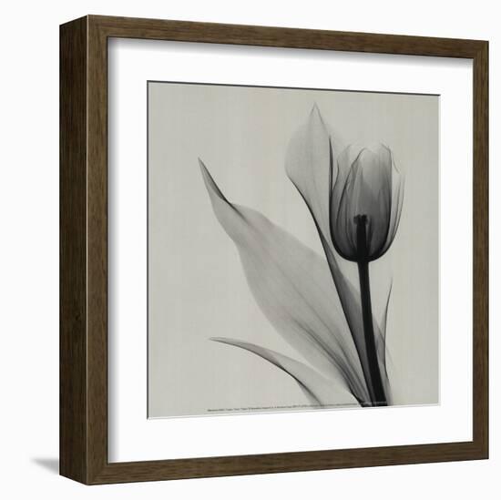 Tulip-Marianne Haas-Framed Art Print