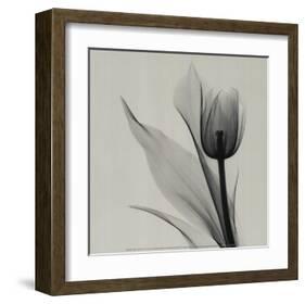 Tulip-Marianne Haas-Framed Art Print