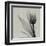 Tulip-Marianne Haas-Framed Art Print