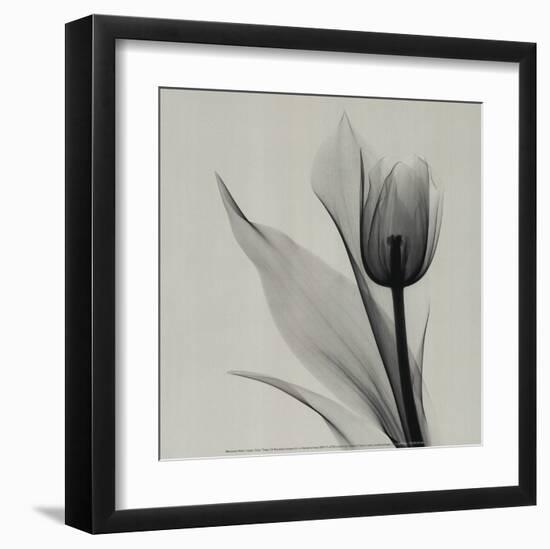 Tulip-Marianne Haas-Framed Art Print